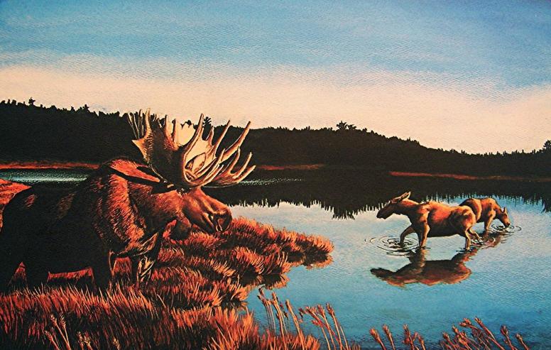 The Bull's Harem - Maniwaki Lake